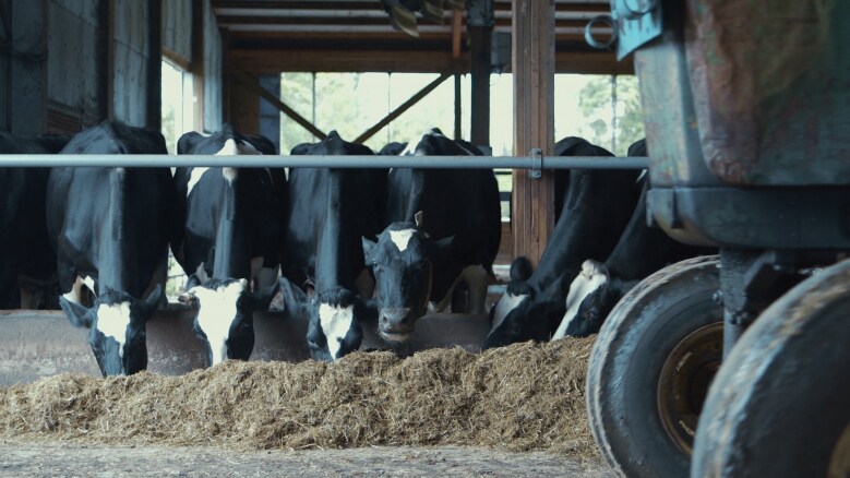 Ben & Jerry's Caring Dairy Cows