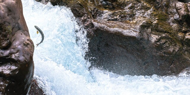 ElwahRiver1.jpg