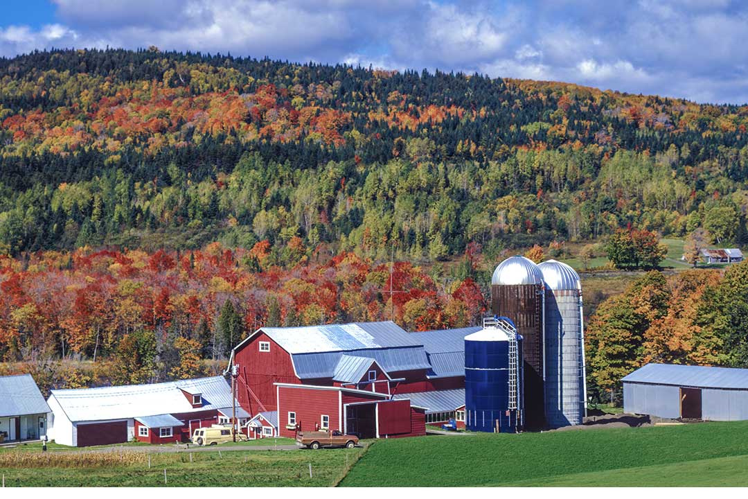 A dairy farm